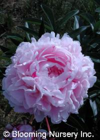 Paeonia 'Vivid Rose'  